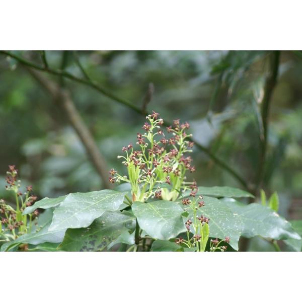 AILi؁jc؁uΎv@20`50cmO