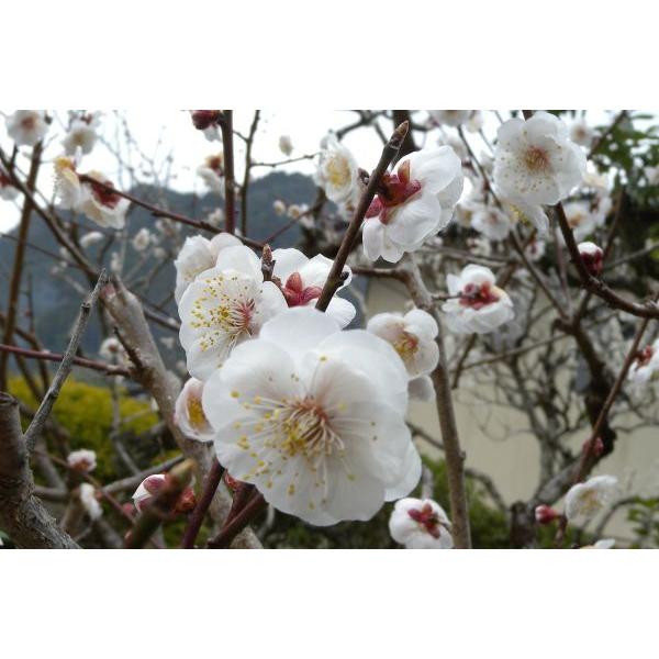 uSEiL~jc؁u؁v@60`100cmO