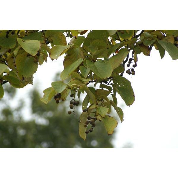 「白い花を多数咲かせます！」「木言葉・花言葉：愛の旅、壮大、朗らかな人、など」幹は直立、分枝し、通常高さ10〜12メートル、幹径20〜25センチ位になります。花は互生、短柄。花は5〜7月頃で、長い総状花序に白花が多数咲きます。※花は5〜7月...