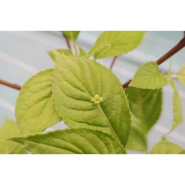 「若芽は山菜として利用されています！」「木言葉・花言葉：気高い人、など」高さは1〜2メートル位になります。5〜6月に小さな花を付けます。果実は8ミリ前後の球形で黒く熟して、甘みがあります。雌雄異株です。若芽は天ぷらなどにすると美味しいそうで...