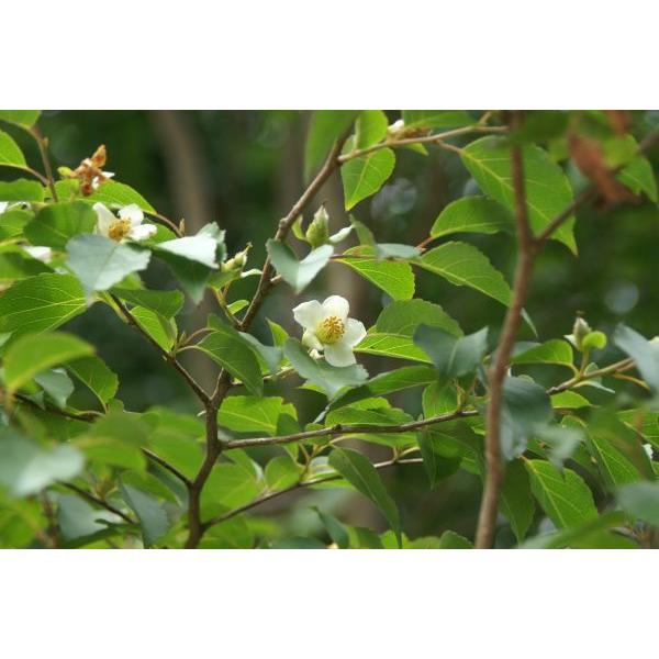 ヒメシャラ 姫沙羅 苗木25 50cm前後 Buyee Buyee 提供一站式最全面最專業現地yahoo Japan拍賣代bid代拍代購服務bot Online