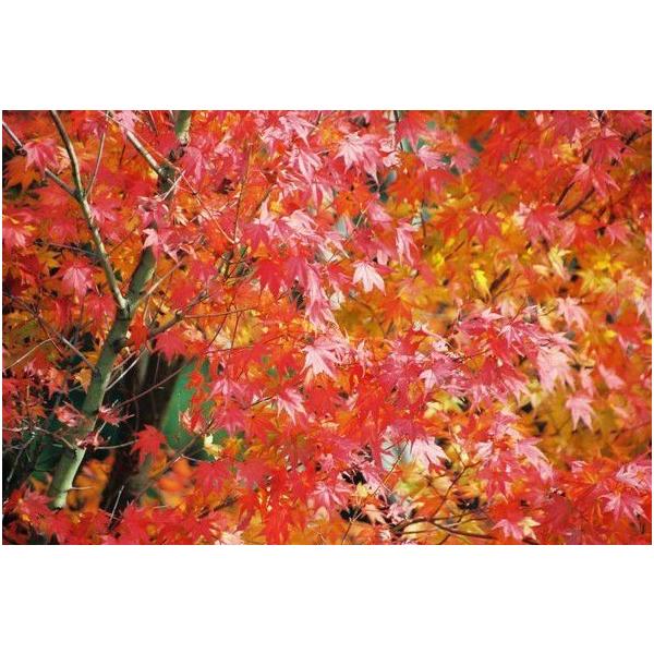 クロビイタヤ　苗木　紅葉樹　２本他小苗１０本 クロビイタヤ苗木紅葉樹2本他小苗10本