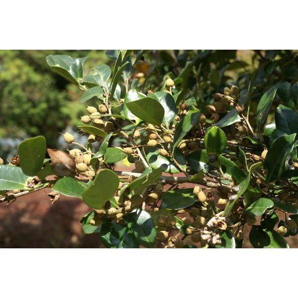 CXmLio̖؁jc؁uΎv@30`50cmO