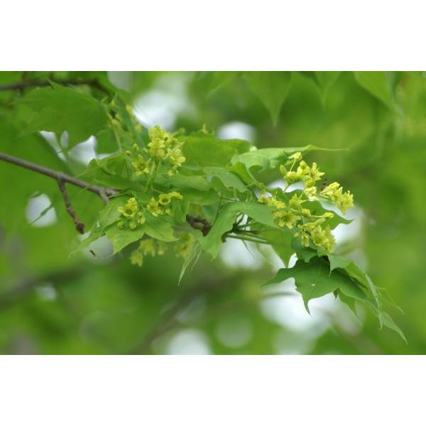 イタヤカエデ 板屋楓 苗木 30 50cm前後 Ypi0007 キヨタキナーセリー 通販 Yahoo ショッピング