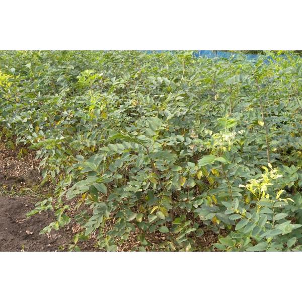 イヌエンジュ（犬槐）苗木 30〜50cm前後 : キヨタキナーセリー - 通販