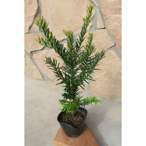 高さは、6〜9メートル程になります。3〜4月に開花します。【耐性】光：陽　○○○●○　陰水：乾　○○○●○　湿風：強　○○●○○　弱土：沃　○○●○○　瘠開花期：3〜4月花の色：緑色結実期：10月頃実の色：紫灰褐色葉の形：針形葉の縁の形：な...