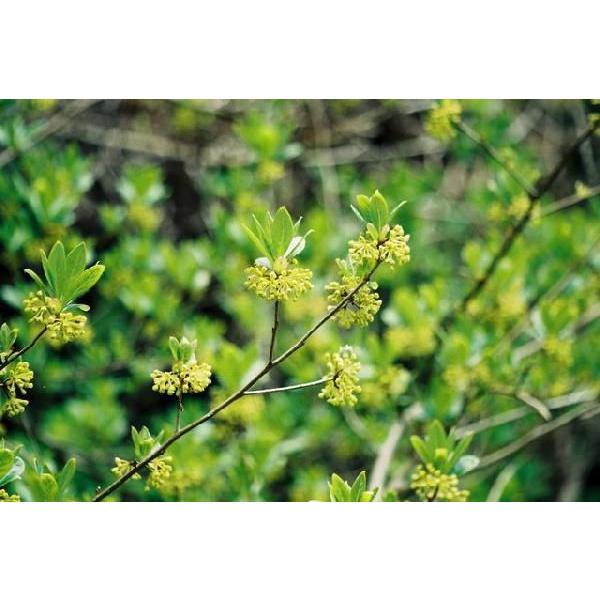 JiNMmLiSB̖؁jc؁@30`50cmO