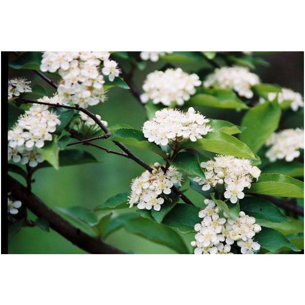 J}cJijc؁u؁v@30`50cmO