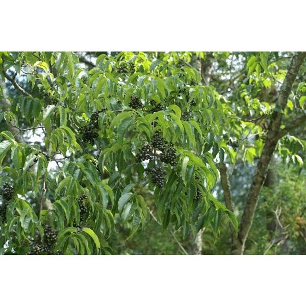 薬木　キハダ　苗　50本セット 薬木 キハダ 苗 50本セット