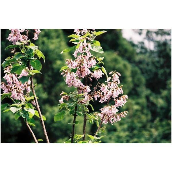 jzMi{ˁjc؁@25`50cmO