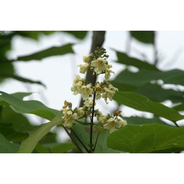 「花の香りが良い！」「木言葉・花言葉：夢心地、夢見心地、など」主幹は直立し、高さは6〜15メートル位。6〜7月頃、帯黄色花が多数開花し、10月頃に果実が成熟します。※花は6〜7月頃【耐性】光：陽　○○●○○　陰水：乾　○○○●○　湿風：強　...