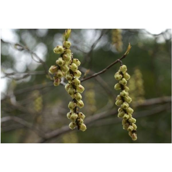 LuVi،ܔ{qjc؁@30`50cmO