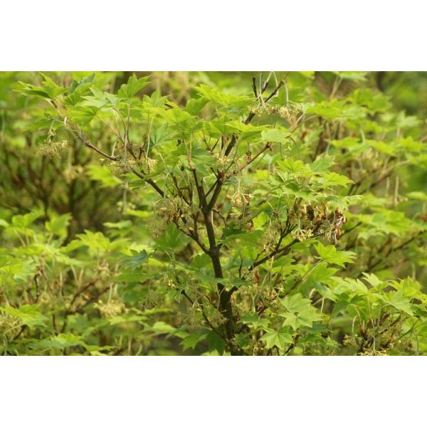 RnE`JGfiHcjc؁@30`50cmO