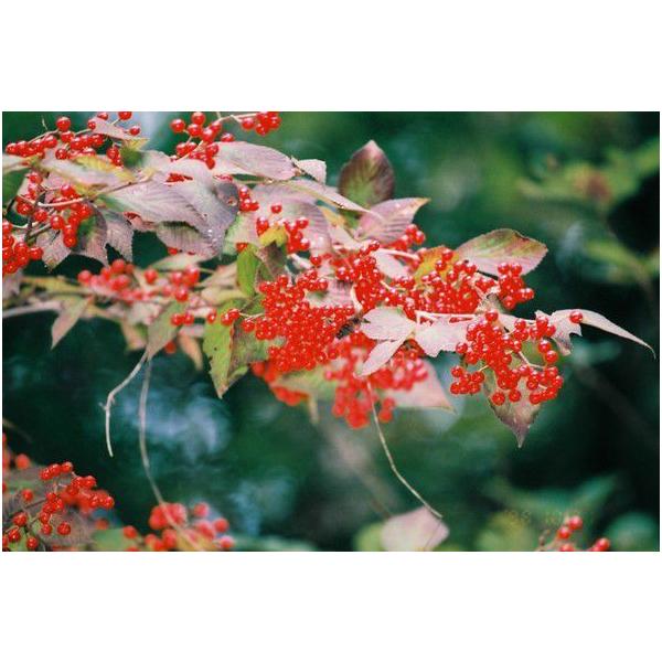 RomK}Y~c؁u؁v@20`50cmO