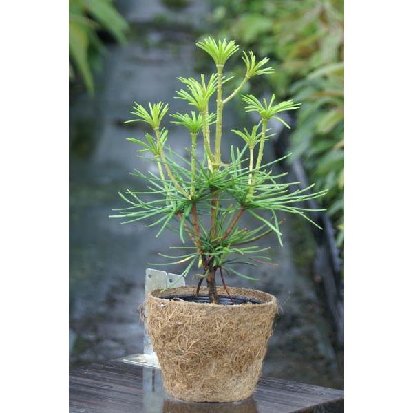 RE}Liꠁjc؁@15`30cmO