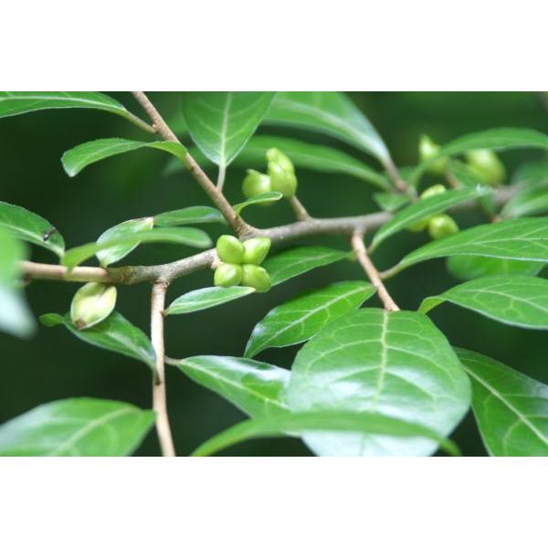 キメラ錦  カット苗 600.jpg