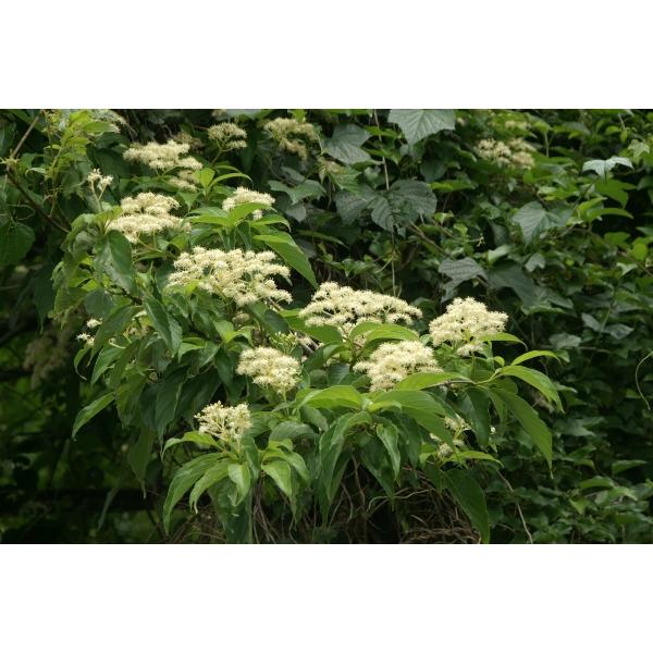 N}m~YLiF쐅؁jc؁@30`50cmO