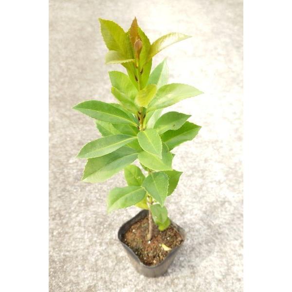 クロキ／くろき／黒木　苗・株　観葉植物　限定品！ 2026年最新】黒木 苗の人気アイテム - メルカリ