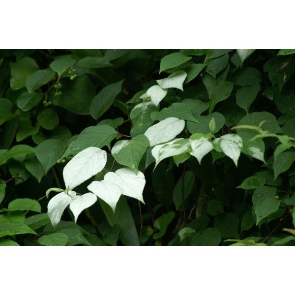 }^^riؓVjc؁@20`50cmO