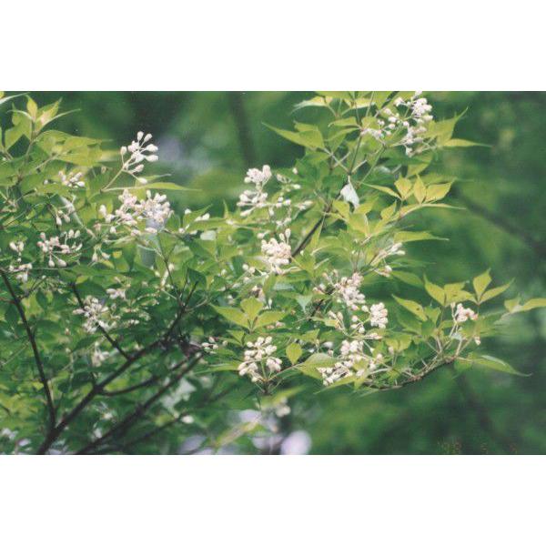 ~coEcMiOt؁jc؁u؁v@30`50cmO