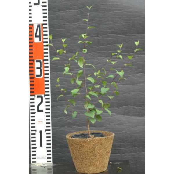 iKomRE{ELit̍ⴁjc؁u؁v@25`50cmO