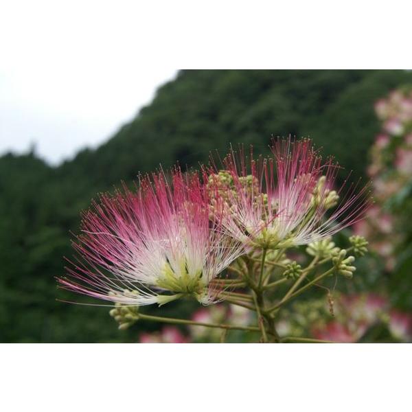 ネムノキ 合歓の木 苗木 30 50cm前後 Ypne0001 キヨタキナーセリー 通販 Yahoo ショッピング