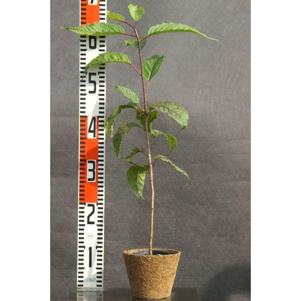 II}UNiRjc؁@30`50cmO