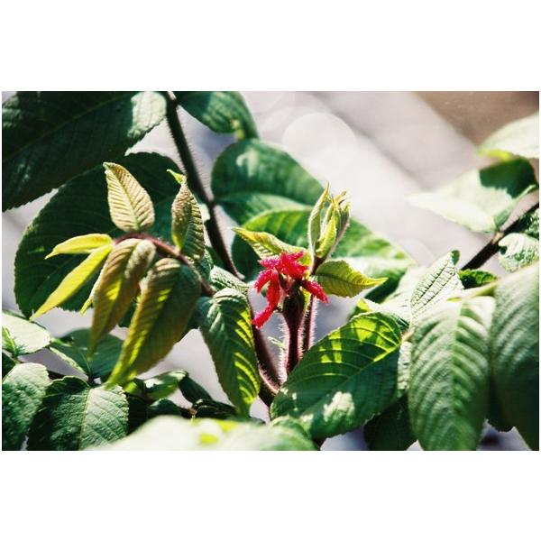 IjO~iSӓjc؁@30`50cmO