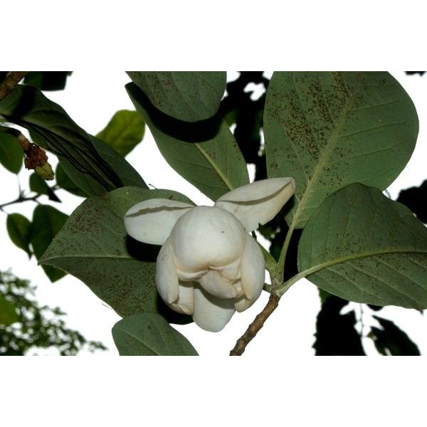 オオヤマレンゲ 大山蓮華 苗木 庭木 40cm前後 Ypo0008 キヨタキナーセリー 通販 Yahoo ショッピング