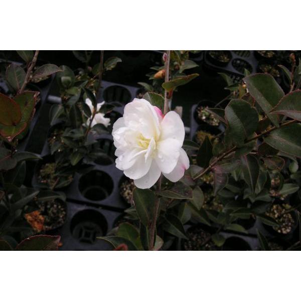 サザンカ 山茶花 朝倉 苗木 庭木 常緑樹 30 50cm前後 Ypsa0003 キヨタキナーセリー 通販 Yahoo ショッピング