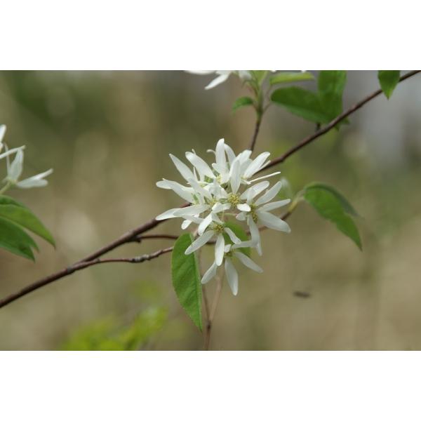 「名前の由来は、花の形が采配に似ていることから！」幹は直立、分枝し高さ5〜15メートル位になります。樹皮は暗灰紫色。葉は互生、やや長い有柄があり、倒卵形または楕円形で長さ4〜7センチ位です。4〜5月頃散房状で総状花序の白花を開きます。※花は...