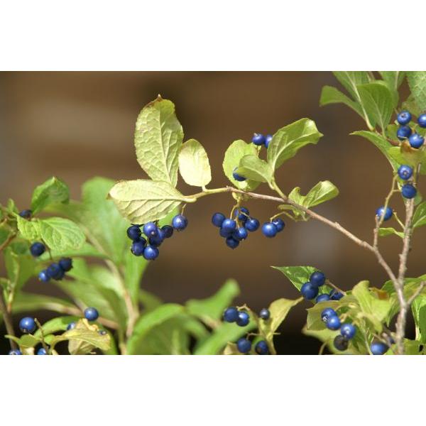 サワフタギ 沢塞木 苗木 30 50cm前後 Ypsa0007 キヨタキナーセリー 通販 Yahoo ショッピング