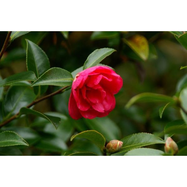 サザンカ（山茶花）「立寒」苗木「庭木」「常緑樹」 30〜50cm
