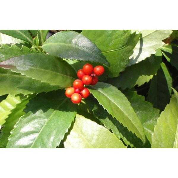 ZEi痼jc؁uΎv@20cmO