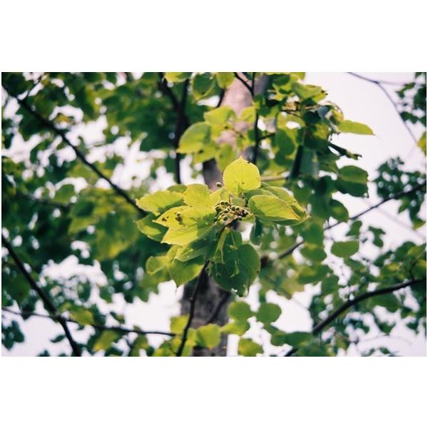 シナノキ 科の木 苗木 庭木 30 50cm前後 Buyee Buyee 提供一站式最全面最專業現地yahoo Japan拍賣代bid代拍代購服務bot Online