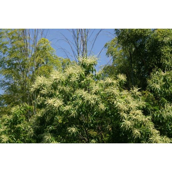 VoOiČIjc؁@30`50cmO