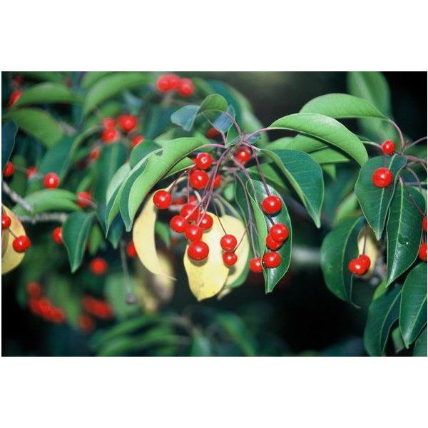 \Si~jc؁u؁vuΎv@30`50cmO