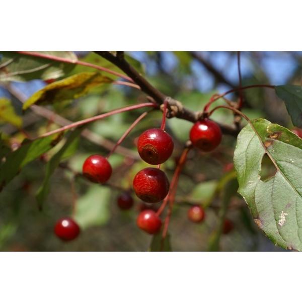 ズミ 酸実 苗木 庭木 50cm前後 Ypsu0001 キヨタキナーセリー 通販 Yahoo ショッピング