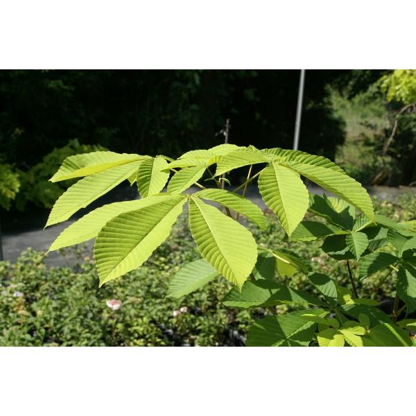 トチノキ 栃の木 苗木 30 50cm前後 Ypto0001 キヨタキナーセリー 通販 Yahoo ショッピング