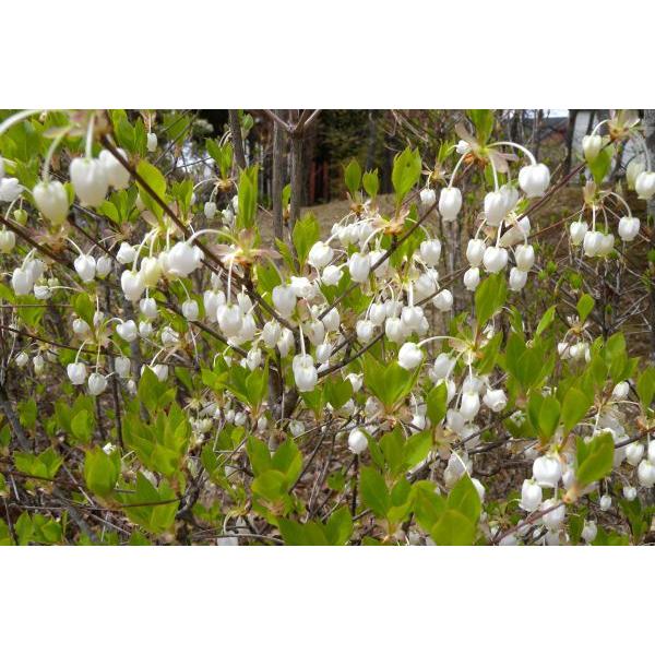 「秋の紅葉がきれいです！」「木言葉・花言葉：上品、返礼、など」幹は高さ1〜3メートル位で、枝は車輪状に分枝します。葉は倒卵形で長さ2〜4センチ、幅1〜1.5センチ位です。4月頃開花し、葉と同時に枝先に2〜4個のつぼ形の白い花をつけます。【耐...