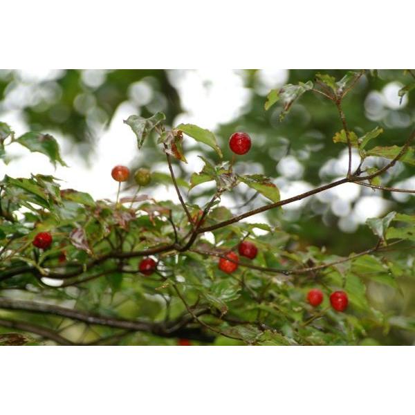 }{EViR@tjc؁u؁v@30`50cmO