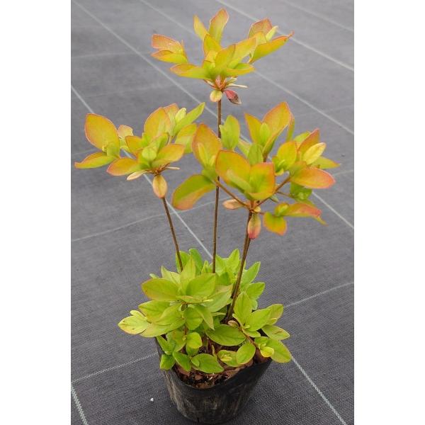 ヤマツツジ（山躑躅）苗木 25〜50cm前後 : キヨタキナーセリー - 通販