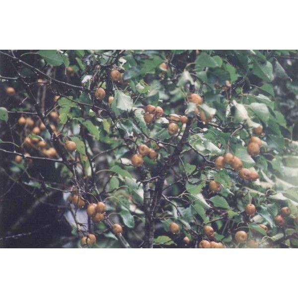 「4月頃に白い花を咲かせます！」「木言葉・花言葉：愛情、など」幹は直立し、高さ10〜15メートルになります。葉は長柄をもって互生します。葉身は狭卵形または卵形で長さ7〜12センチ、幅4〜6センチ位になります。花は4月頃で5〜6個が短枝の先に...