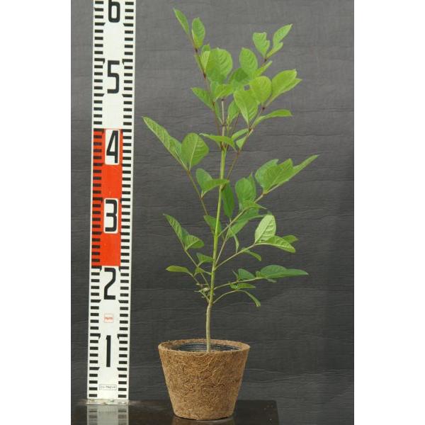 ヤチダモ苗木 20〜50cm前後 : キヨタキナーセリー - 通販 - Yahoo