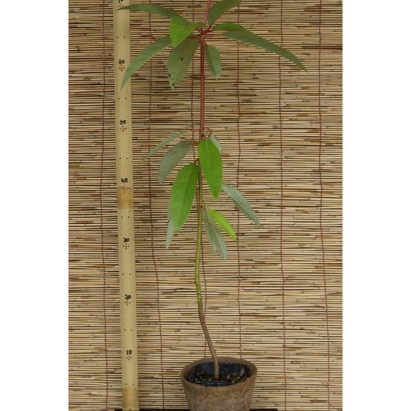 Ynitjc؁u؁v@30`50cmO