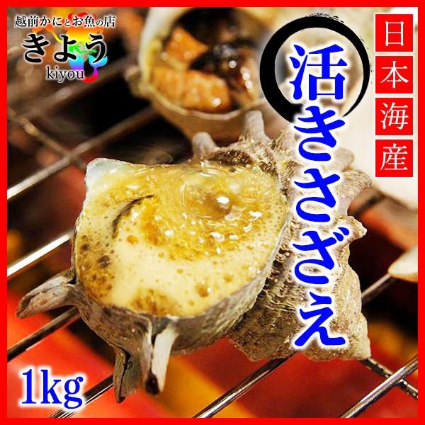 活きサザエ 天然もの1kg 生食ok 福井県 日本海産 サザエのつぼ焼き バーベキュー Buyee Buyee บร การต วกลางจากญ ป น ซ อจากประเทศญ ป น