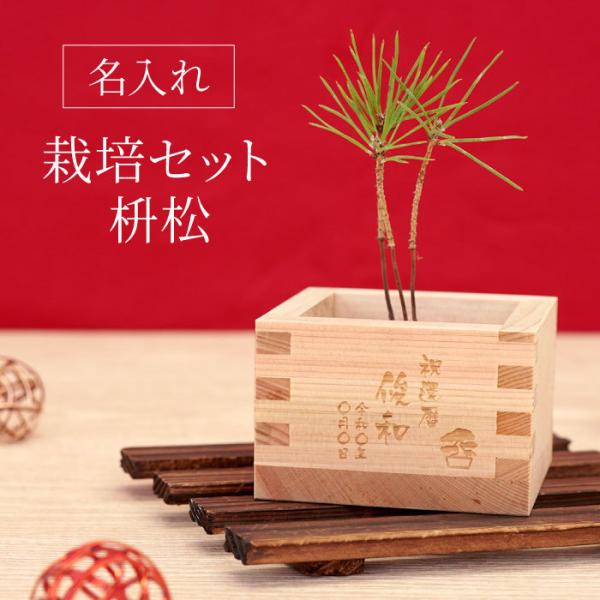 ミニ 盆栽 セットの人気商品 通販 価格比較 価格 Com