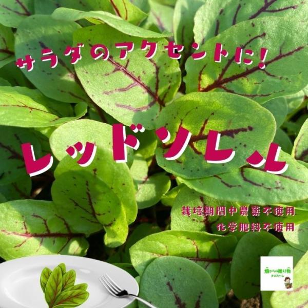 赤サラダほうれん草 栽培期間中農薬不使用 化学肥料不使用 約１００ｇ 内側の葉が切ってある場合があります 冬のものは茎がしっかりとしています 101 畑からの贈り物きづファーム 通販 Yahoo ショッピング