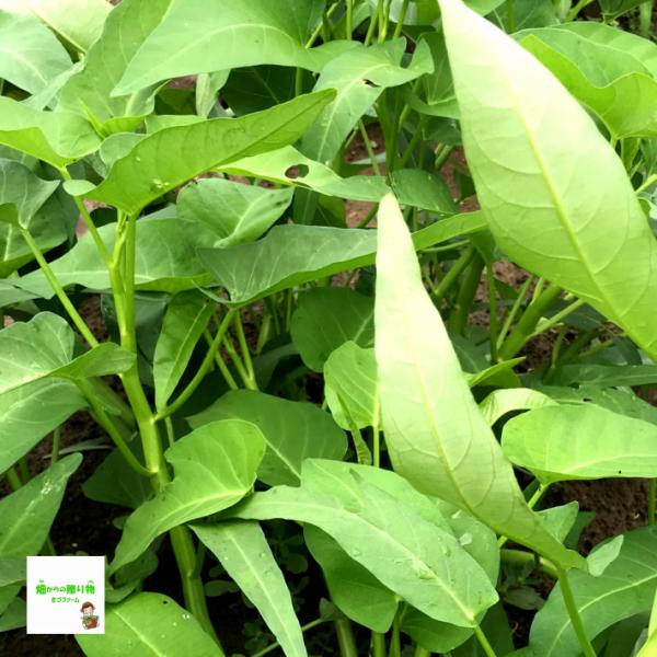空芯菜 くうしんさい エンサイ エンツァイ ヨウサイ ウンチェーバー 栽培期間中農薬不使用 化学肥料不使用 約１５０ｇ Buyee 日本代购平台 产品购物网站大全 Buyee一站式代购 Bot Online