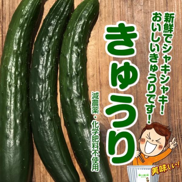 暑い時期の常温便配送ｏｋ きゅうり キュウリ 胡瓜 減農薬 化学肥料不使用 埼玉県産 １袋２ ３本 Buyee 日本代购平台 产品购物网站大全 Buyee一站式代购 Bot Online